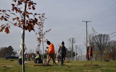 Thanksgiving Day Planting with Tree Trust Board!