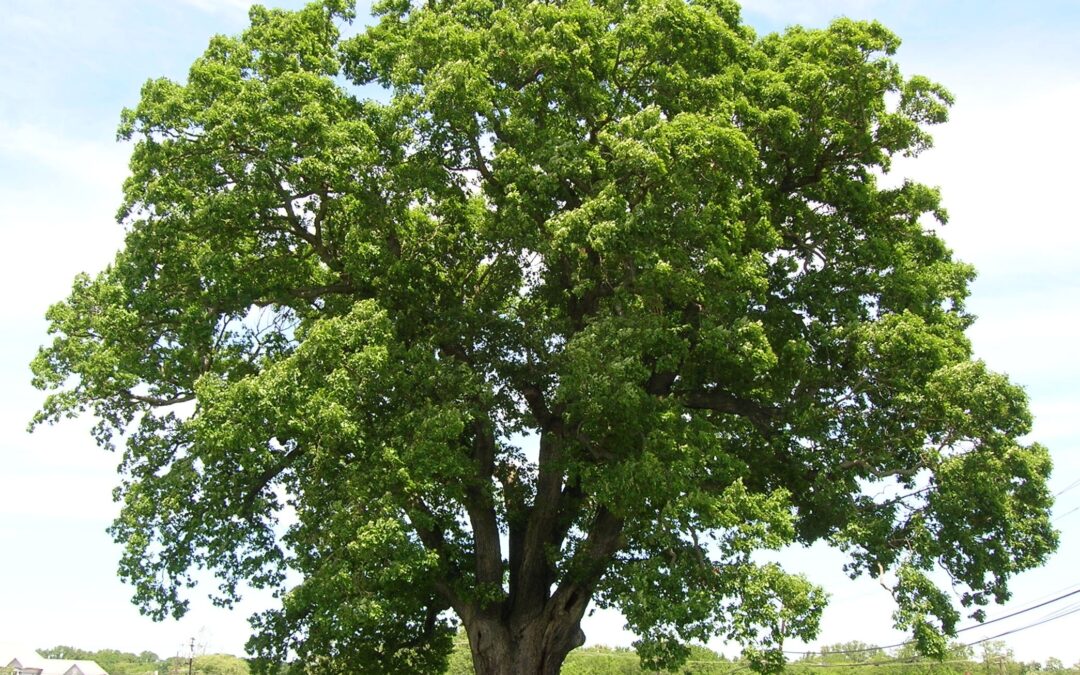 Happy Maryland State Arbor Day!