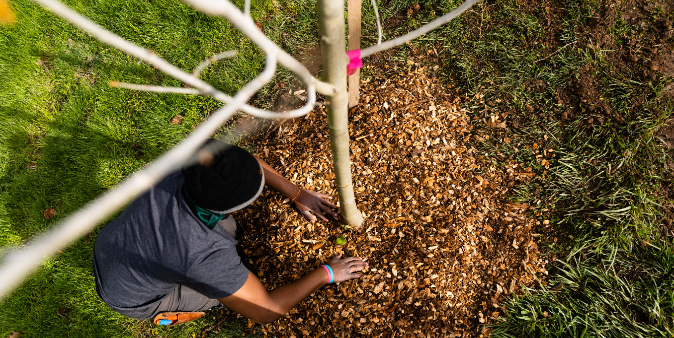 BaltimoreTreeTrust Donate Callout An aerial view shows a person in a gray shirt kneeling beside a young tree surrounded by a white metal protective cage. They're working in a circular bed of brown wood chips that contrasts with the bright green grass around it.